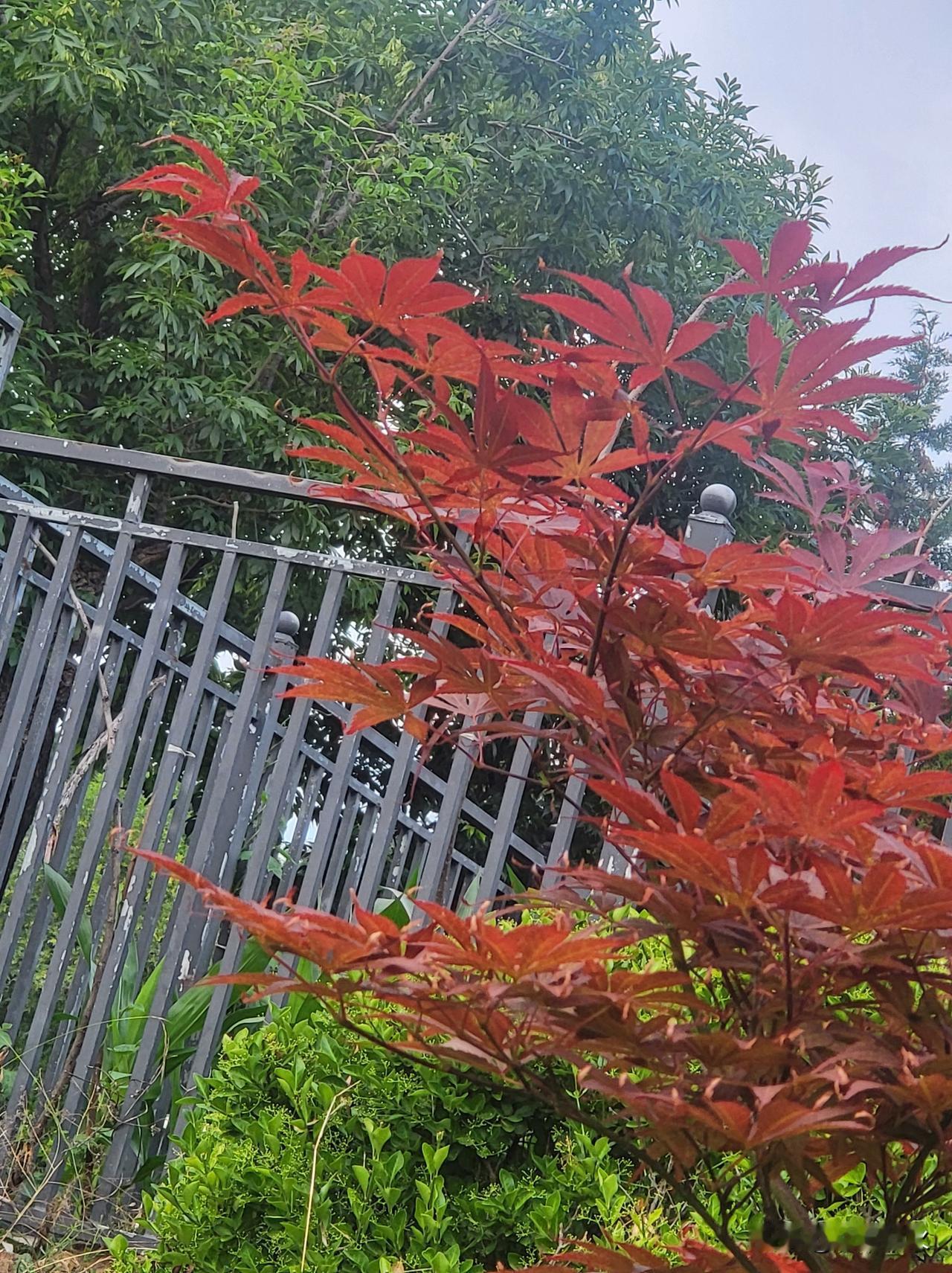 真正的惊艳，常常隐匿于最不引人注目的角落。你不经意间定格了这朵顽强绽放的花——它
