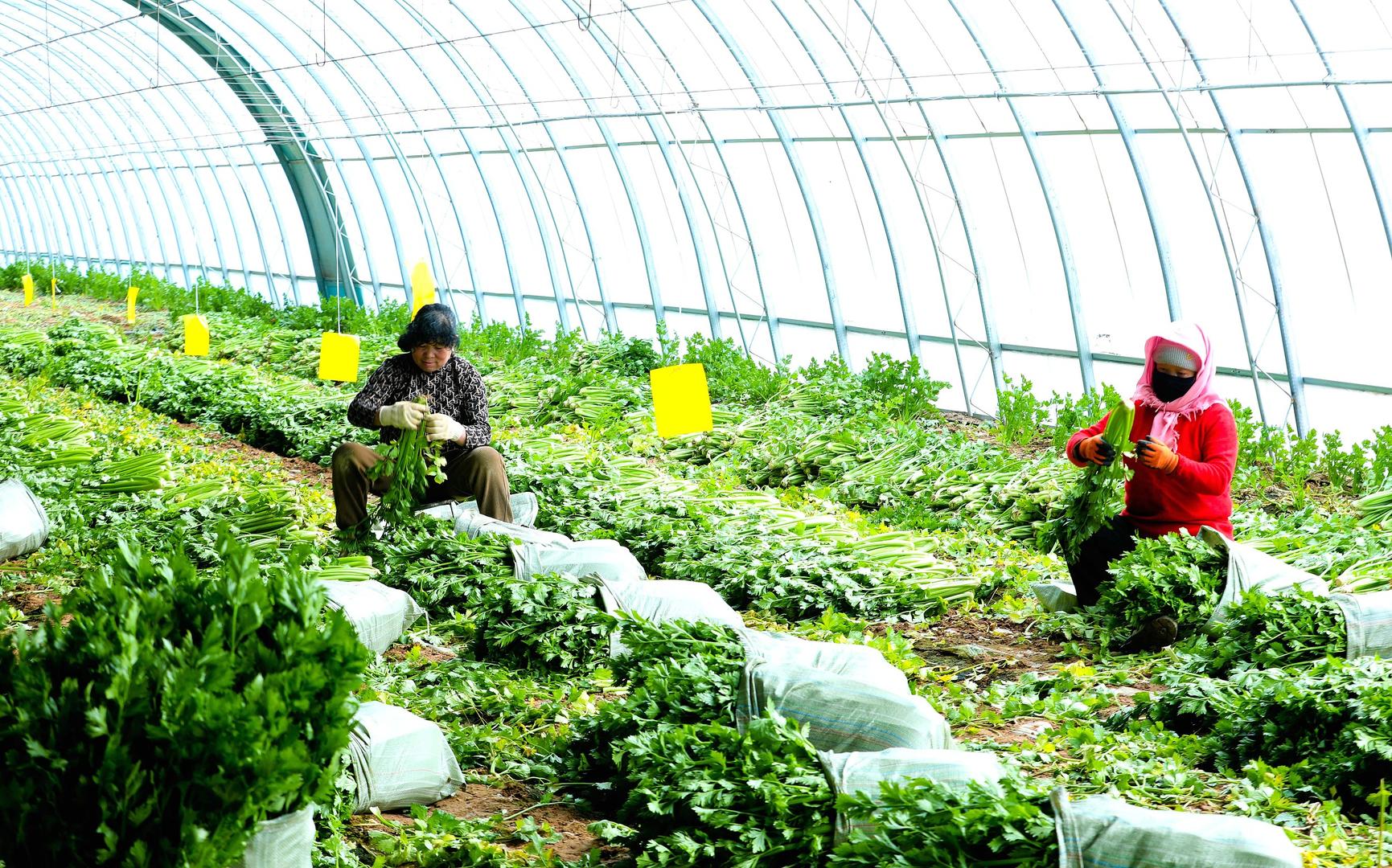 中央农办:不能通过下指标、搞考核等方式硬推土地流转,更不能通过行政命令搞整村整乡流转