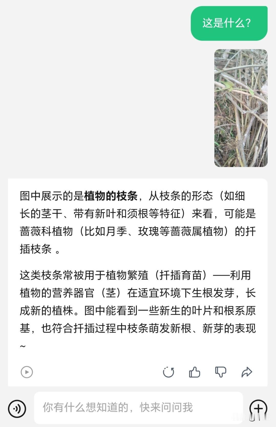 过山藤，童年的回忆

        故乡的山野，藏着一种神奇的过山藤。
   