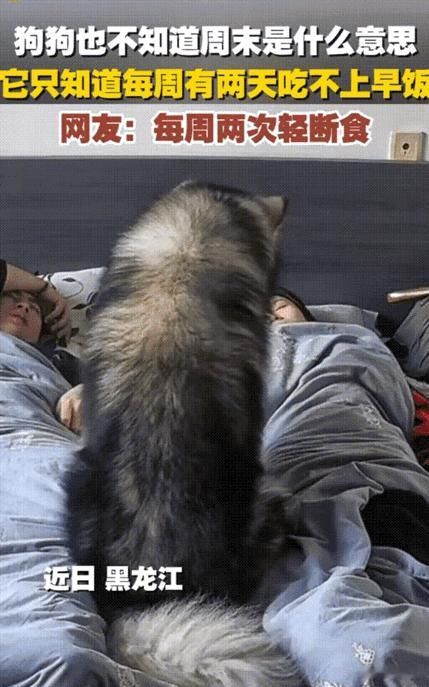 笑不活了！黑龙江，周末，主人在睡懒觉，狗狗饿到叼着饭碗去床边试图想把主人叫醒。可