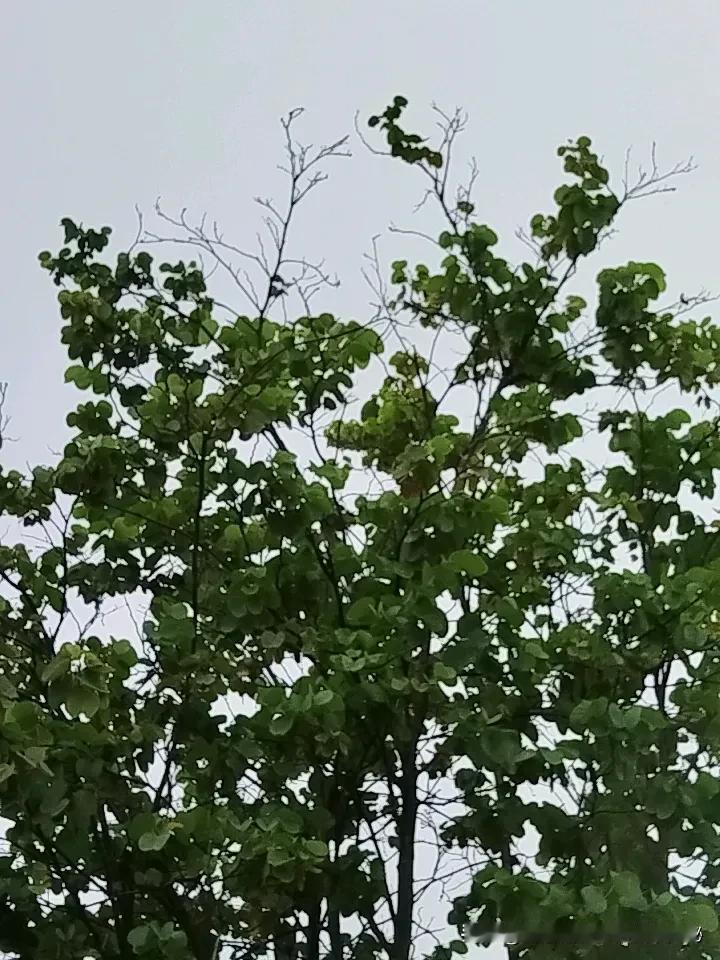 早安，亲爱的朋友。窗外的雨滴正敲着屋檐，像初夏按捺不住的性子，说下就下，没有半点