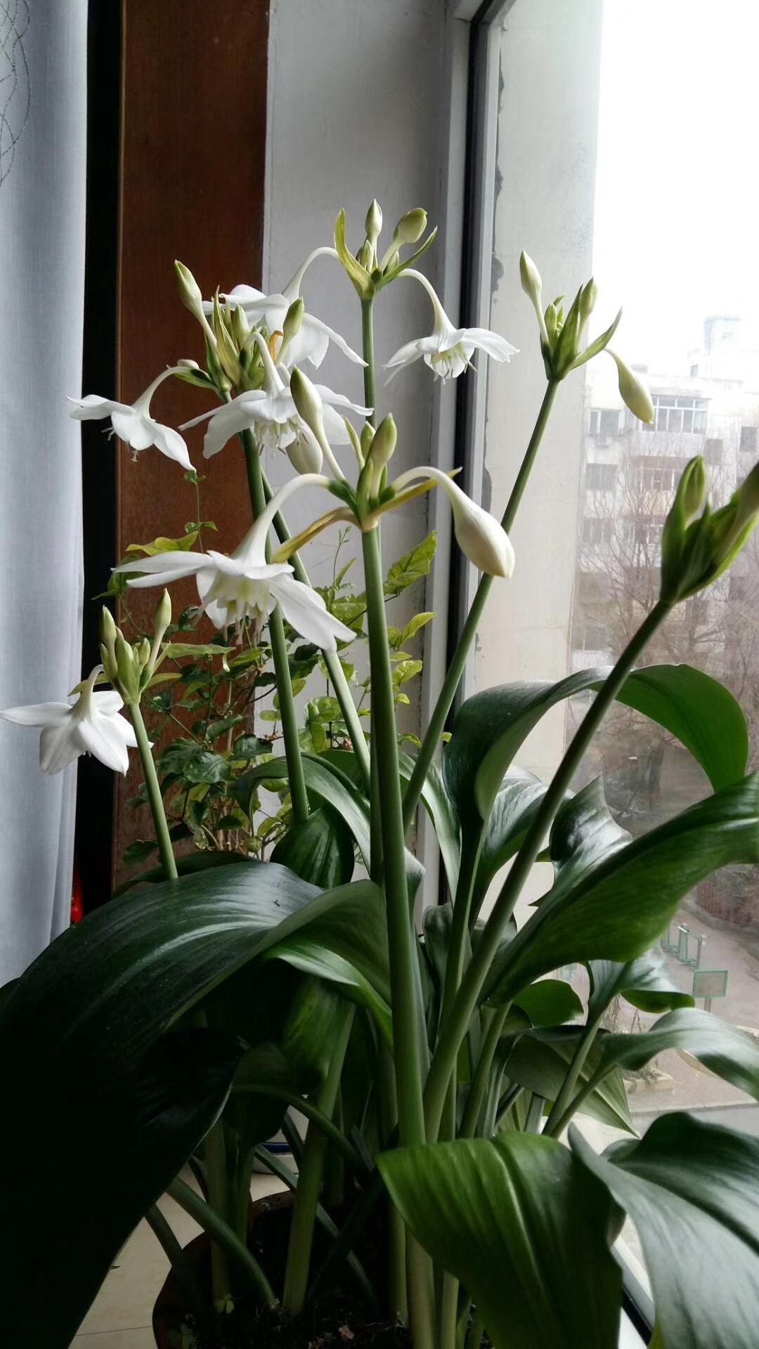 分享一张花开的照片随手拍～