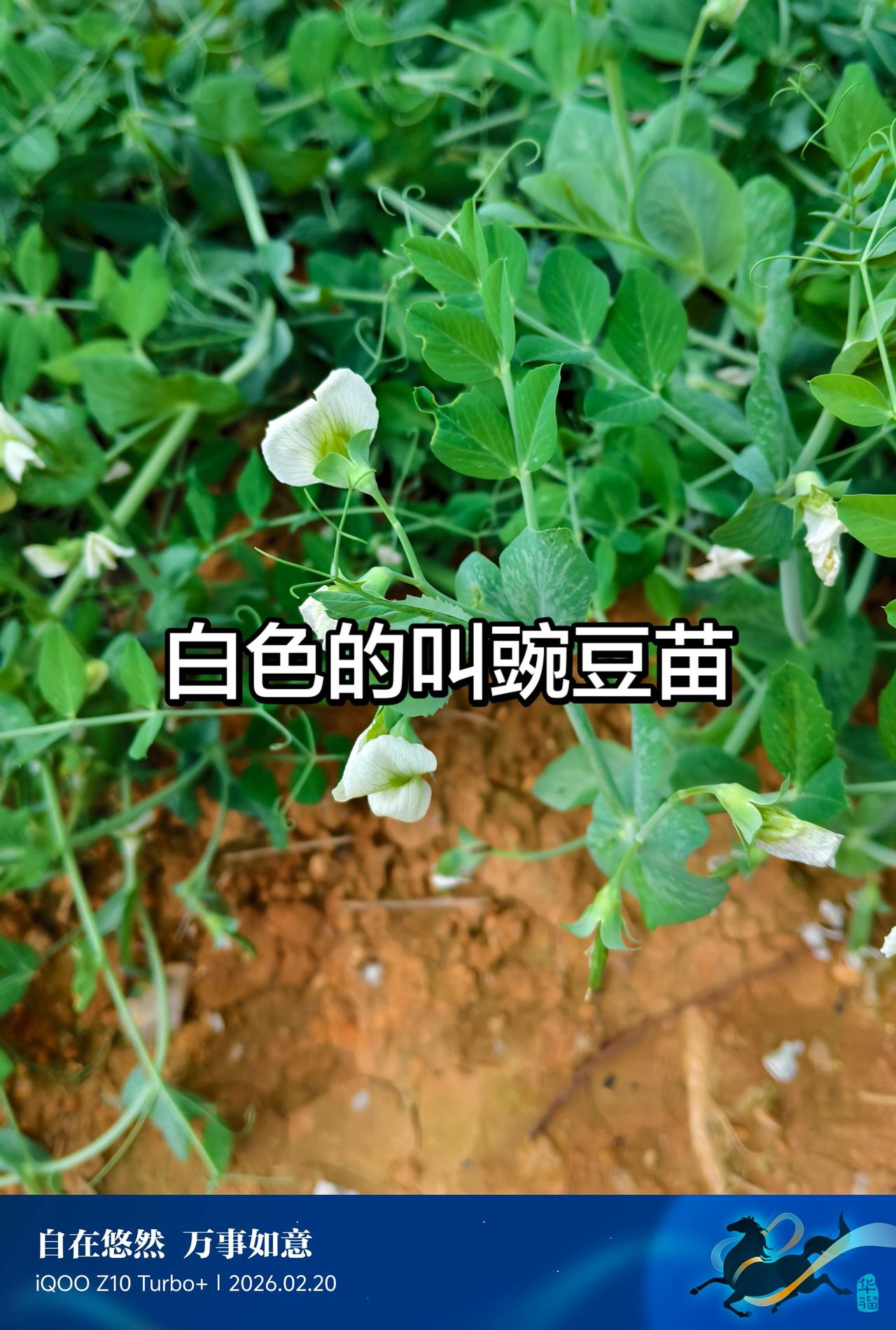 马上更新家乡年味 菜地 乡下人的生活 农村生活 农村