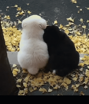 秋天一到，整个世界都变得温柔起来。阳光正好，叠翠流金、漫山红遍，当萌宠们融入秋景