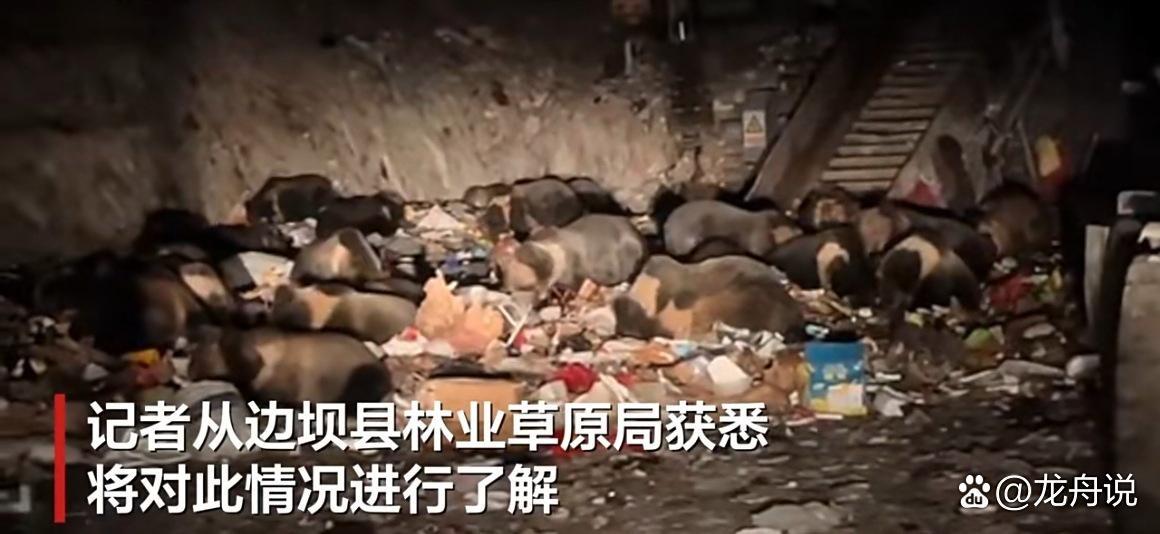 【震撼！ 西藏边坝垃圾站惊现三四十只熊“组团开饭”】

这场面，比动物纪录片还精