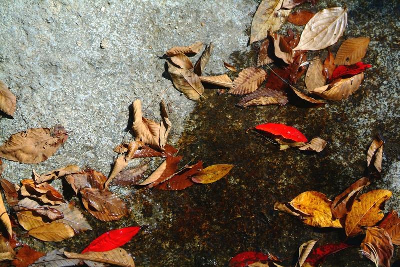 俯看清溪魚戏水。仰观蓝天月穿雲。