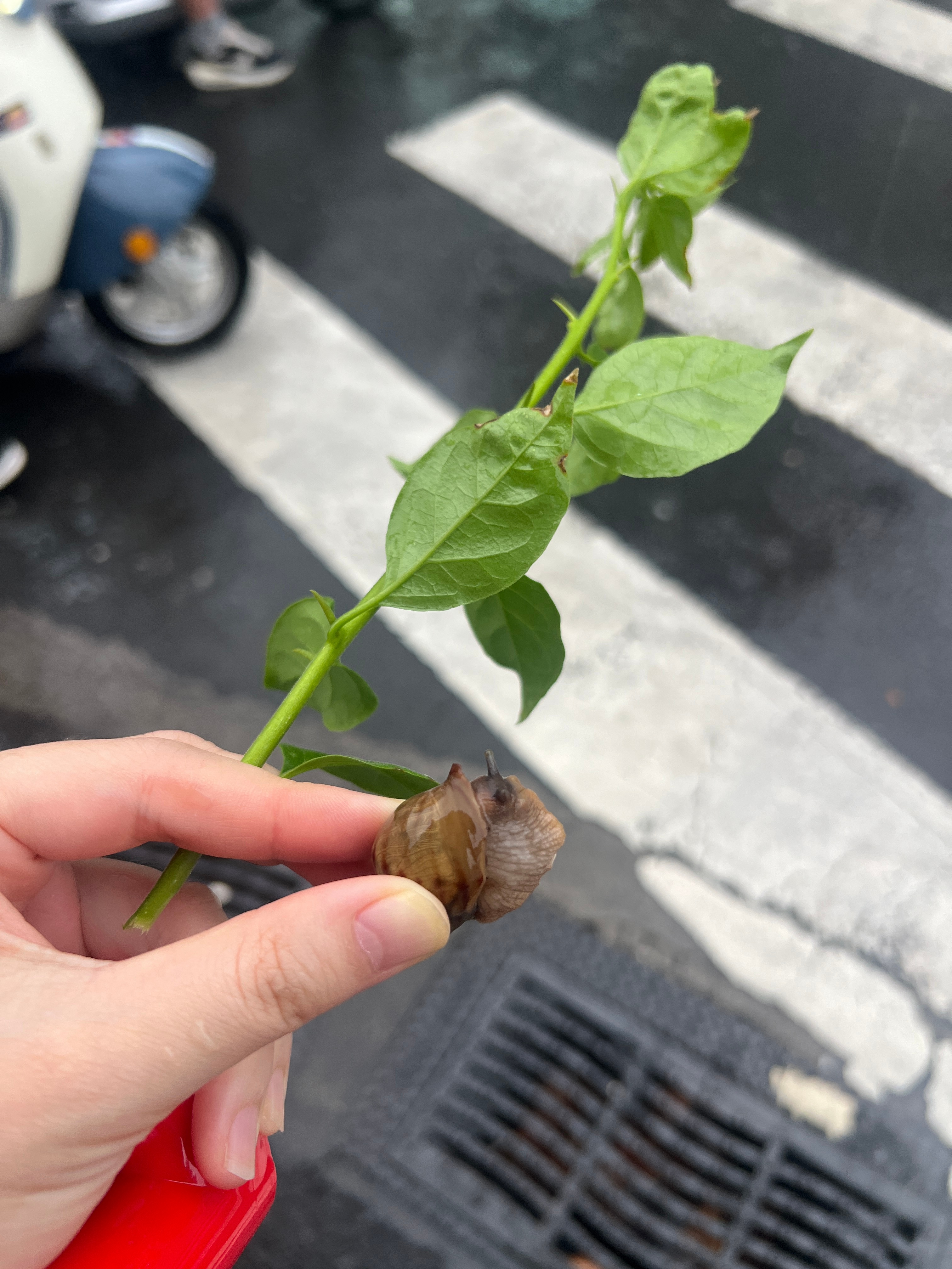好大的雨 捡了一只大蜗牛 但是又很怕它头伸我手上一边害怕一边夺它进去 