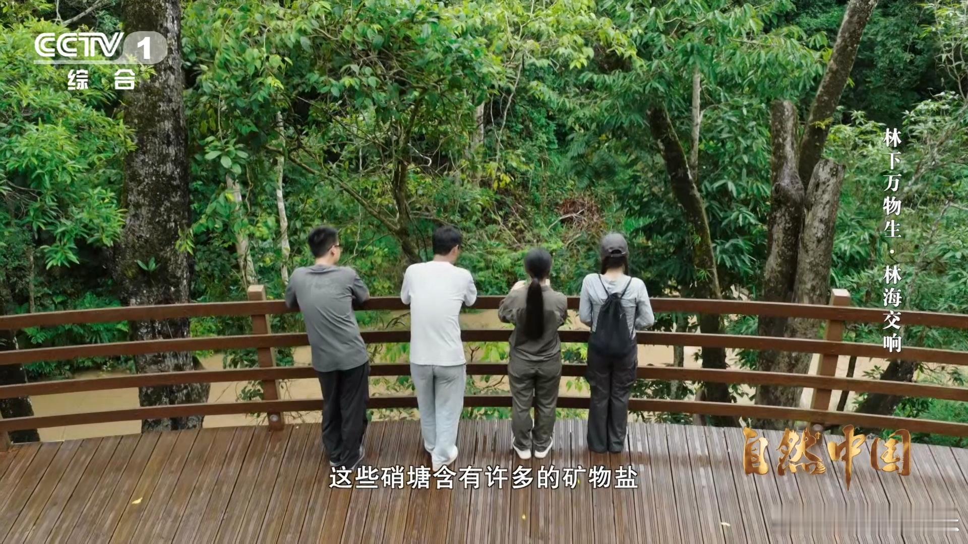 亚洲象头顶有两个聪明包云南可以在桥上看大象 西双版纳300多头亚洲象，头顶俩凸起