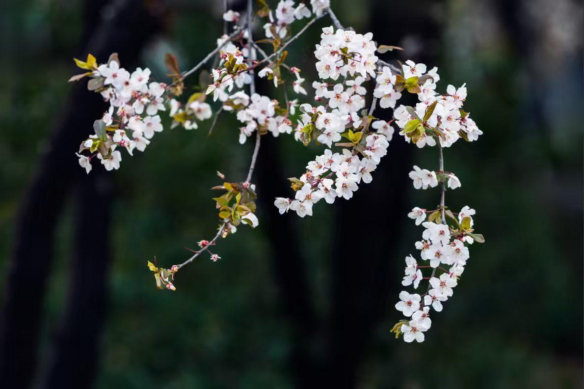晒一晒相册里的花白樱像揉碎的月光，一簇簇垂在枝桠间，连带着春的柔风，都浸满了清甜