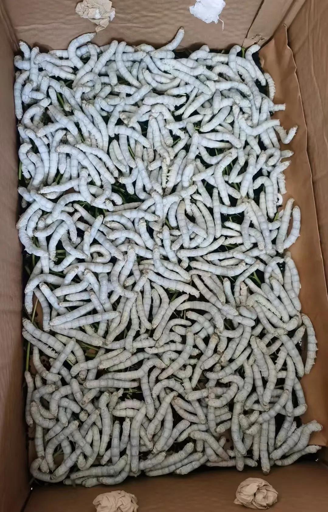 西安宝妈求助！孩子养的蚕断粮三天，急哭了
 
在西安家里给孩子养的蚕，已经三天没