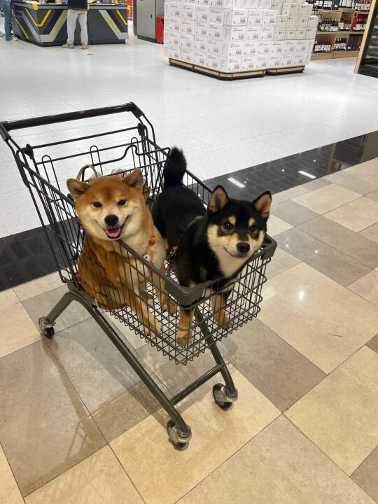 人，看看我的好朋狗！！