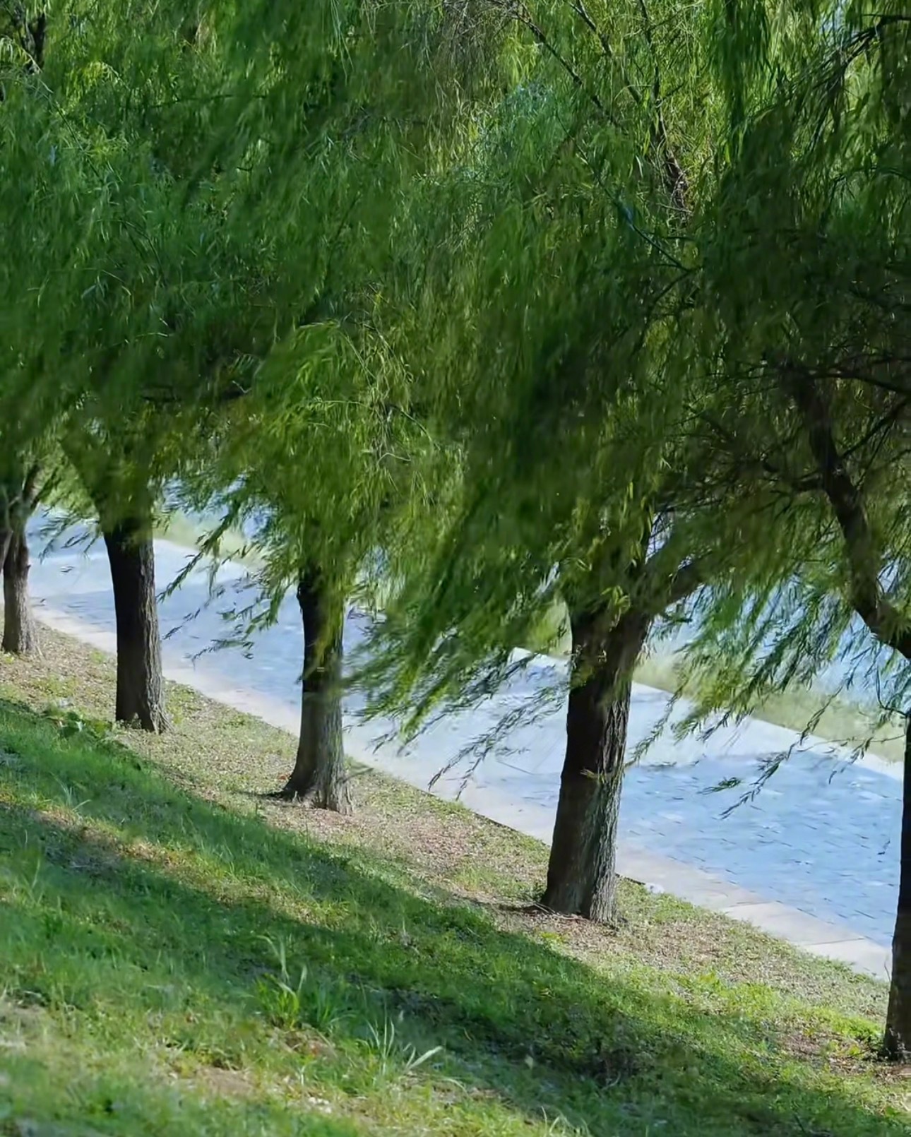𝗪𝗶𝗻𝗱☁️不去想明天的琐事，只感受此刻的风 ​​​