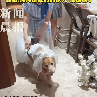 “太有爱了！”厦门，男子养了11年的狗狗突然查出肿瘤。没想到，他为了让狗狗能参与