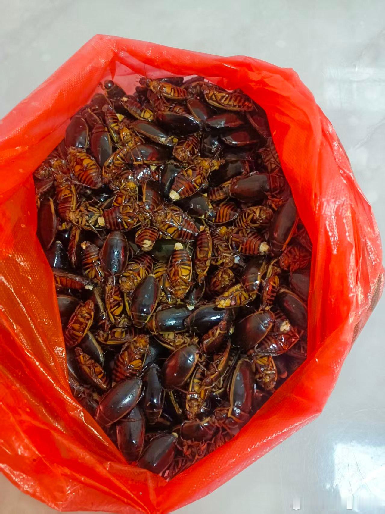 随机馋哭一个广东仔30一斤买的金边龙虱