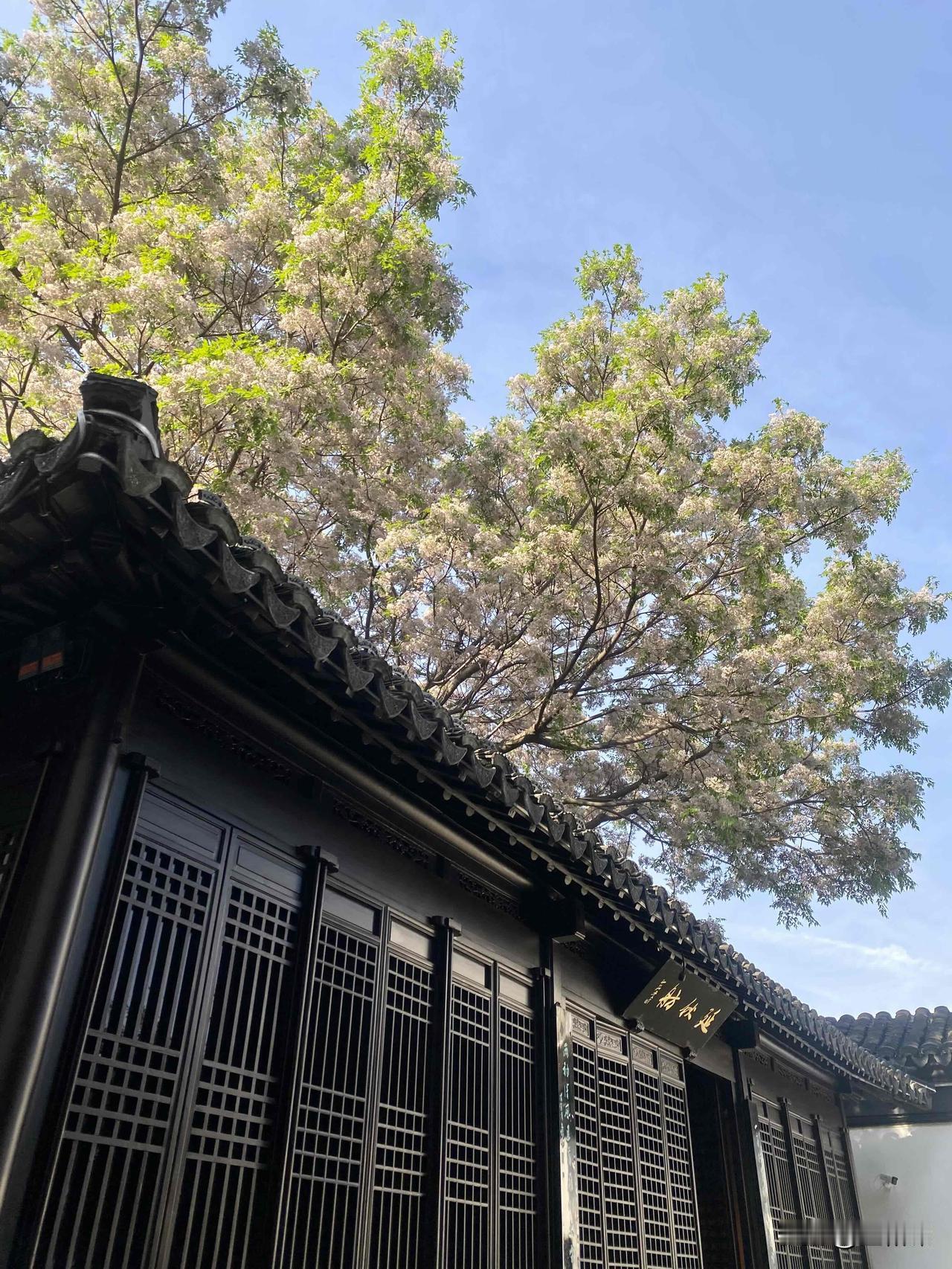 虽然况公祠要到5月15日才正式对外开放，但慕名而来拍苦楝树花的人己经涌满了小院，