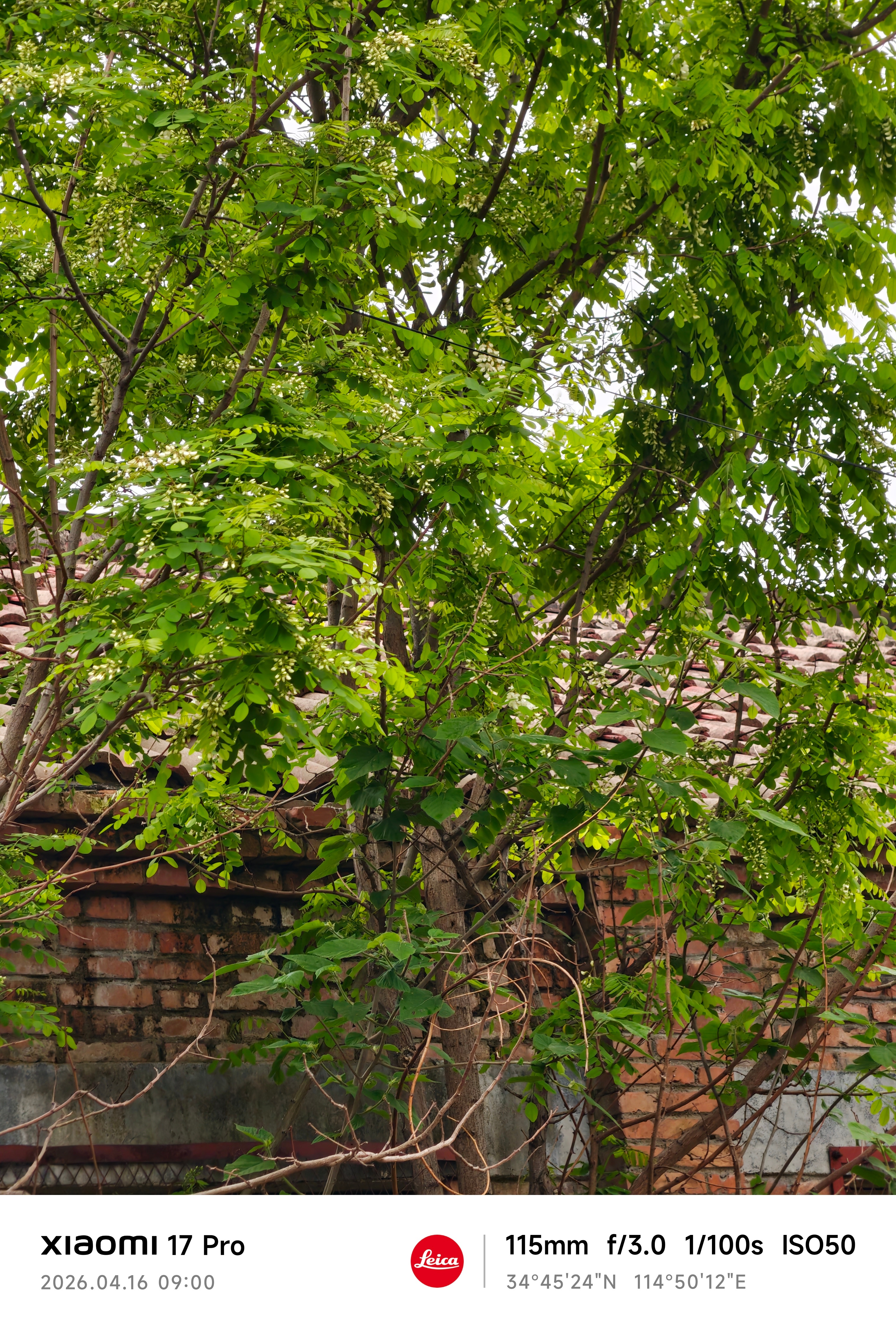 河南槐花已开，媳妇说要寄点给我，她不知道的事，槐花不值钱，但是发顺丰生鲜冷链快递