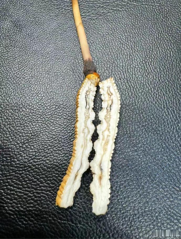 你的虫草切开后，是否呈现这样的纹理？ 