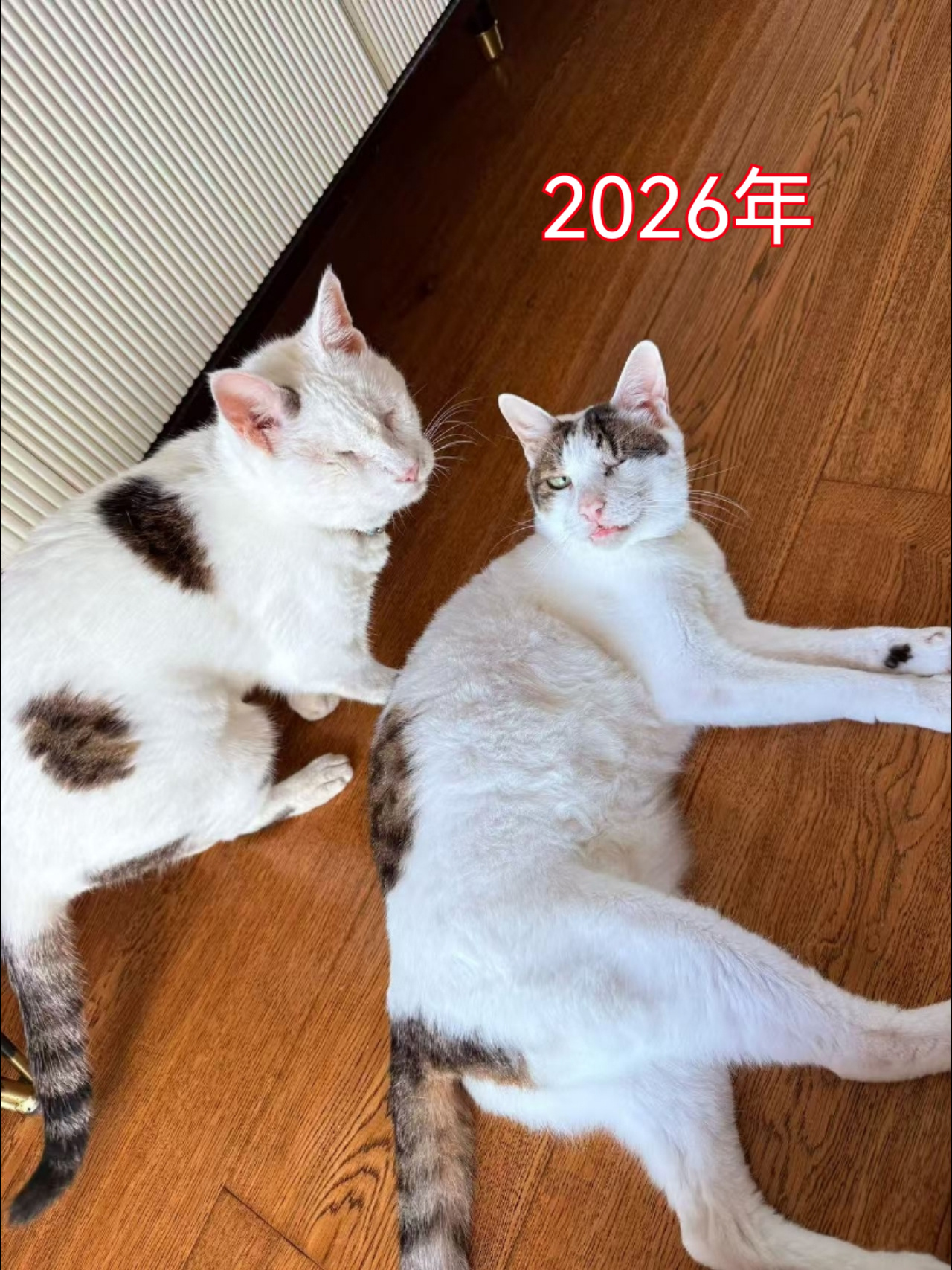 突然意识到我的狗跟我是同龄人换算年龄他们兄妹两个都88了，那我在他们眼里岂不是还
