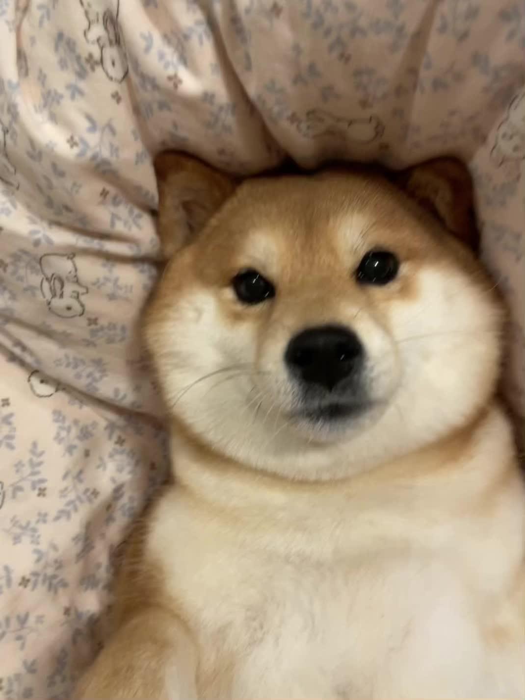 今天是幸福小狗 冬天的时候要一起贴贴