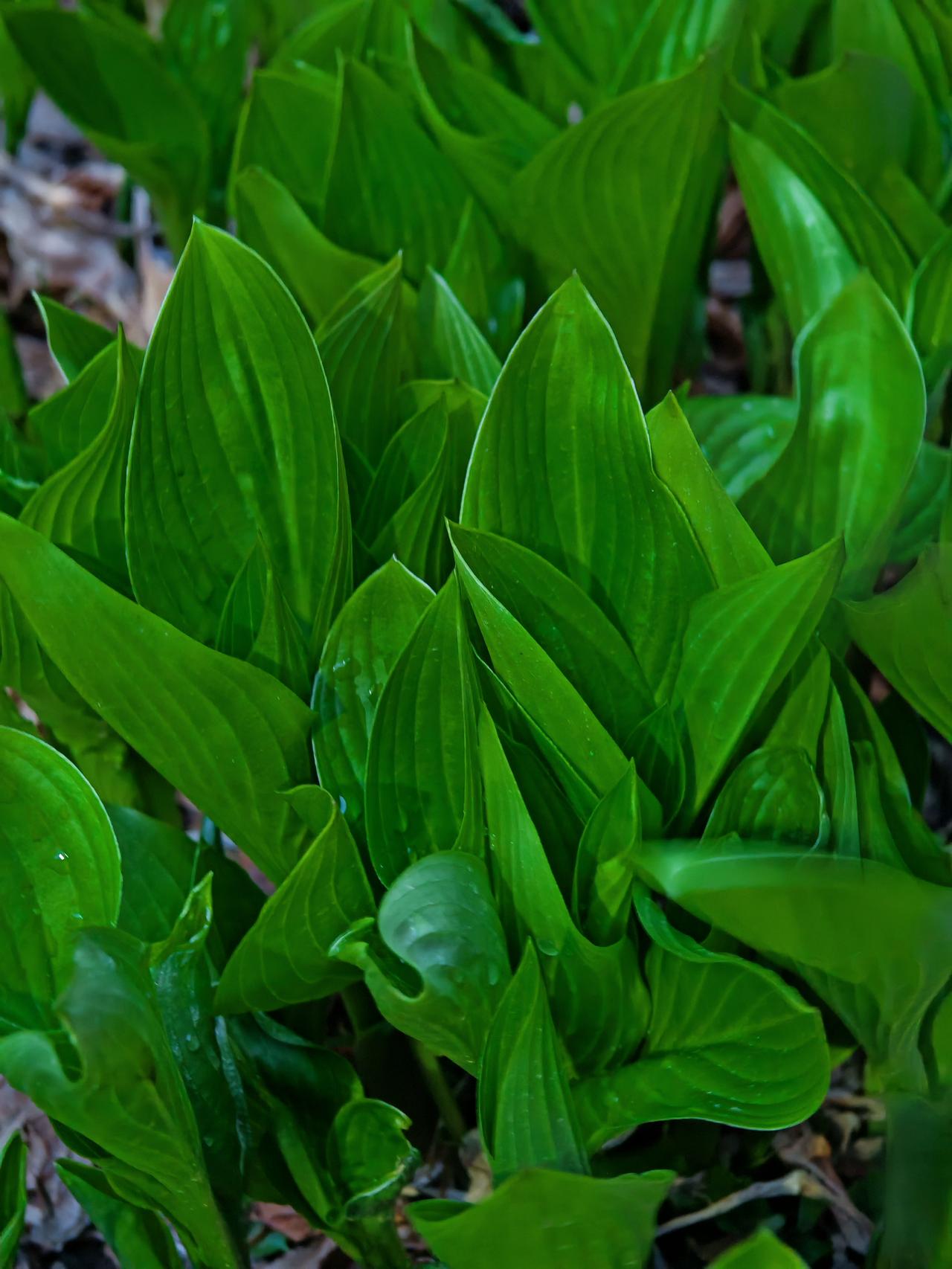 与痛风斗争的历程211
 
   今早醒来，周身关节还算安稳，唯有右脚踝依旧隐隐