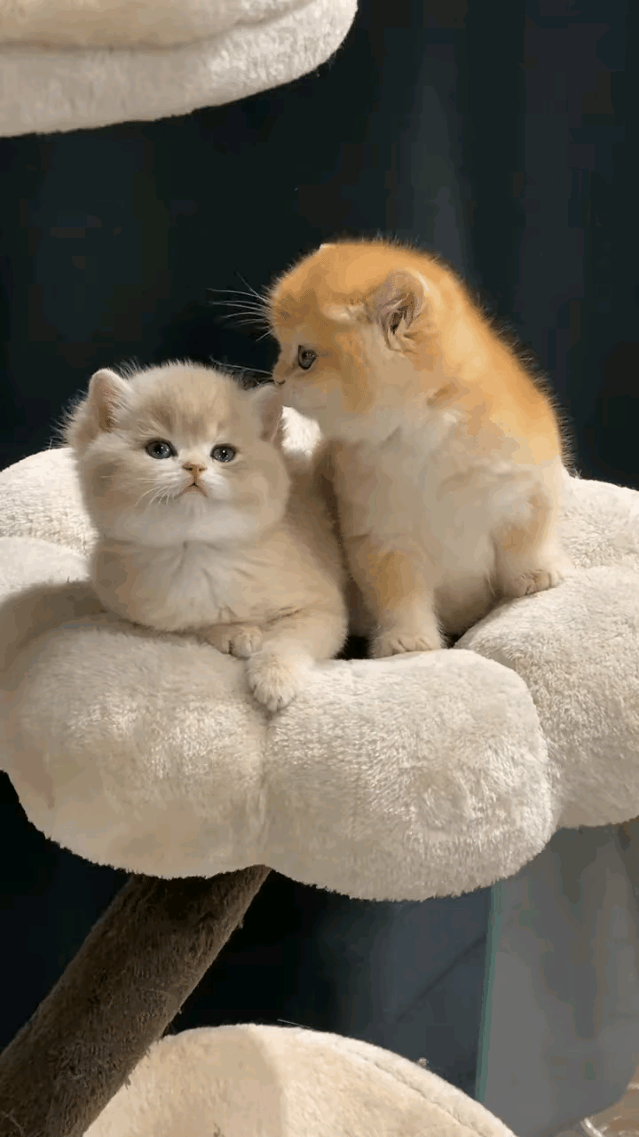 全网最甜小奶猫双胞胎！形影不离黏成一团，看完直接沦陷🥹
 
网友家的两只小奶猫