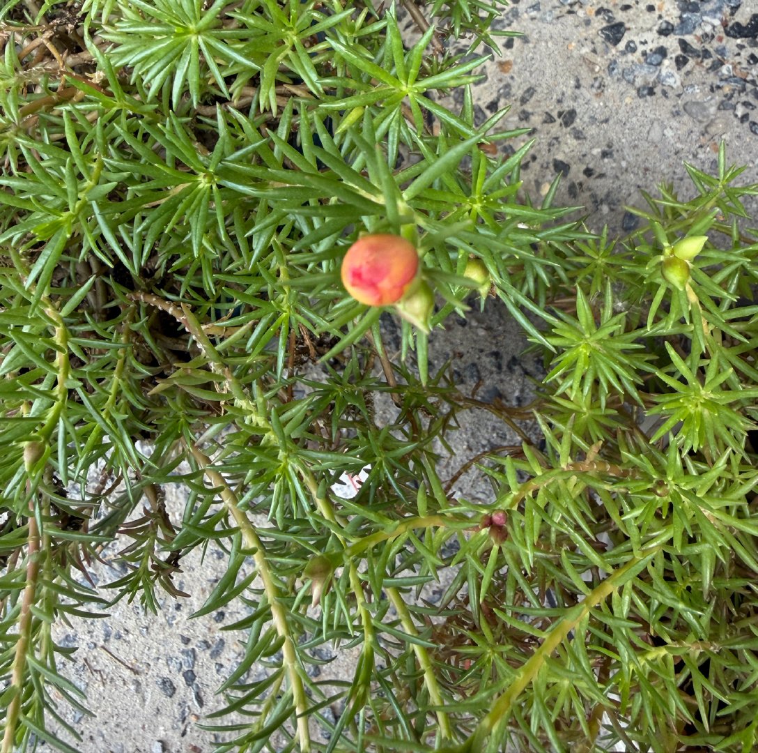 早早早啊  一朵小花要开啦