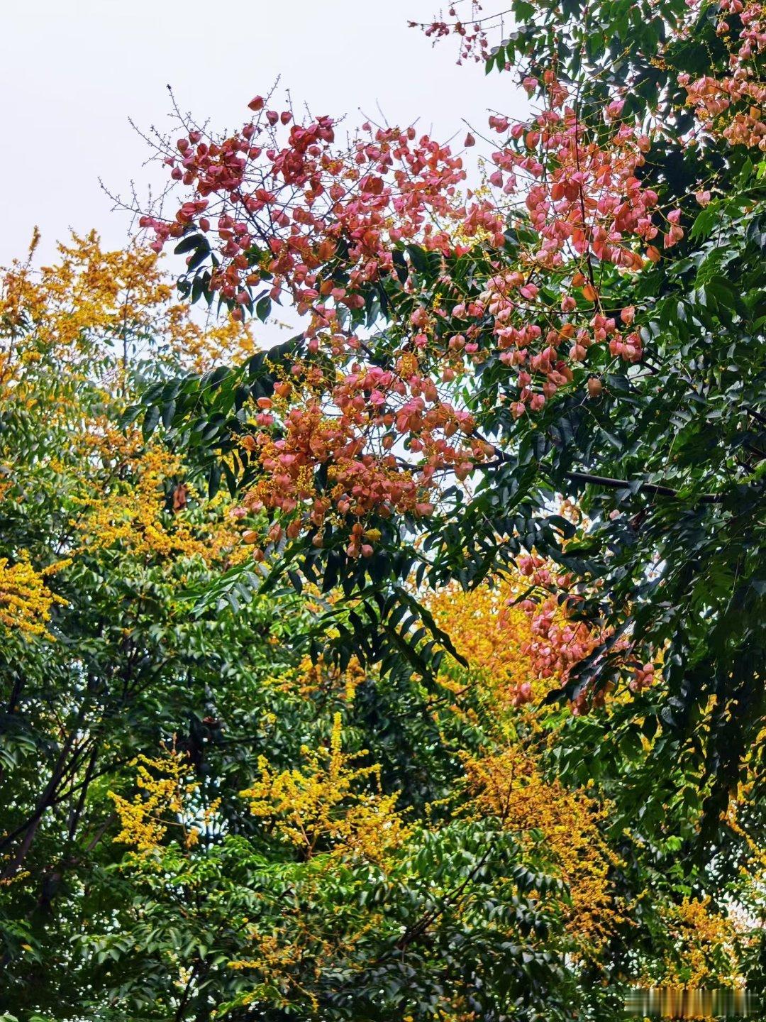 秋天的第一抹落黄——栾树花随处可见，随风飘落，落在头上就是一朵小花花，落在地上就