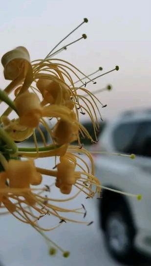 江湖怪谈•荒诞志112

凡尔赛草·肆：江南生“凡尔赛草”，食之必叹“烦恼”。富