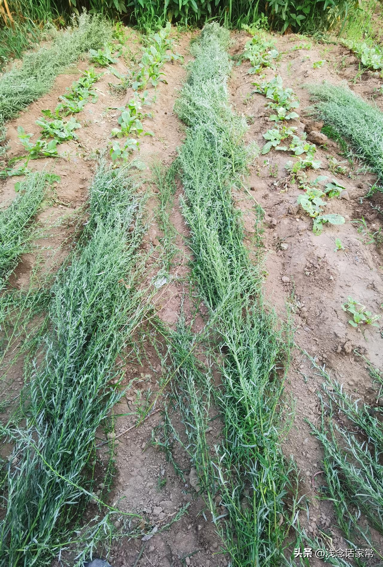 种心里美萝卜盖草遮阳，千万别迟迟不撤草

种心里美萝卜，播完种盖草，很多人都踩大