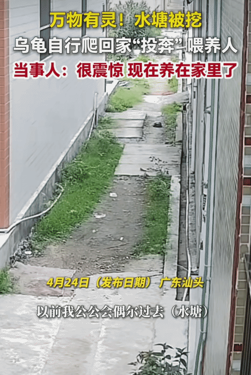 “万物有灵！”广东汕头，乌龟生活的水塘被挖。没想到，它自行爬回家“投奔”喂养它的