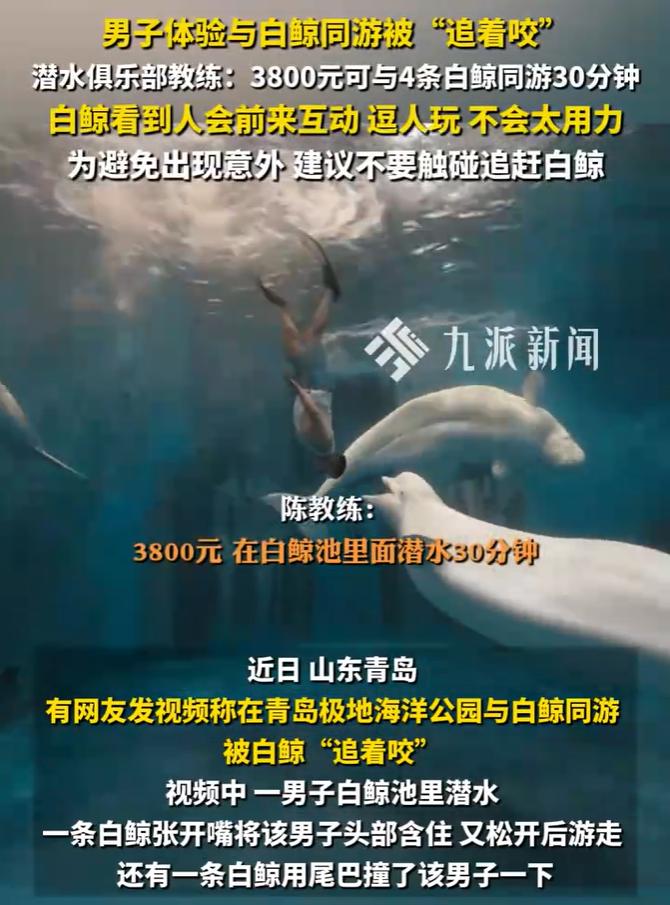 有位老兄，在青岛极地海洋公园，花3800块钱体验“与白鲸同游”。结果下水才30分