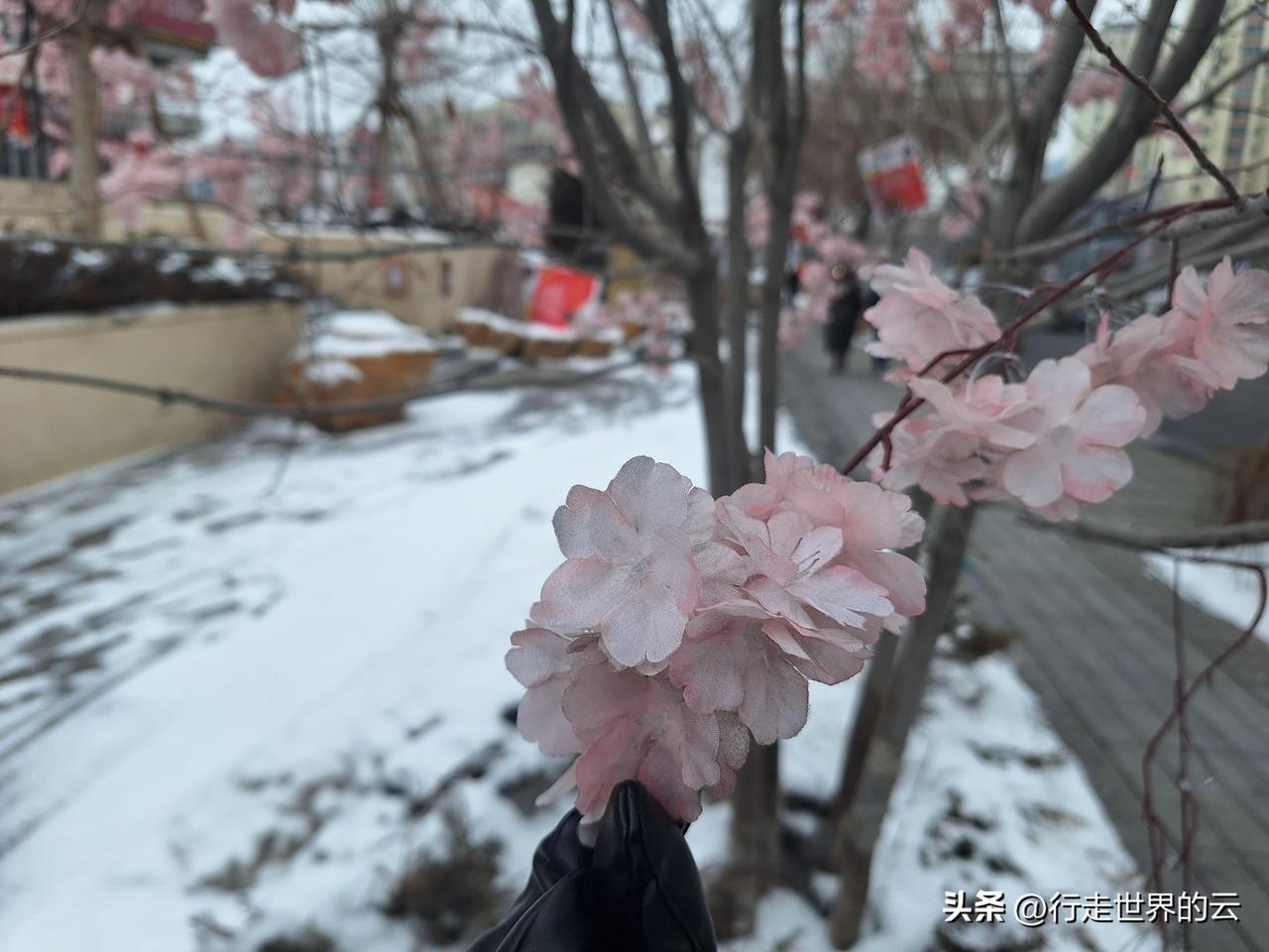 白雪映桃花