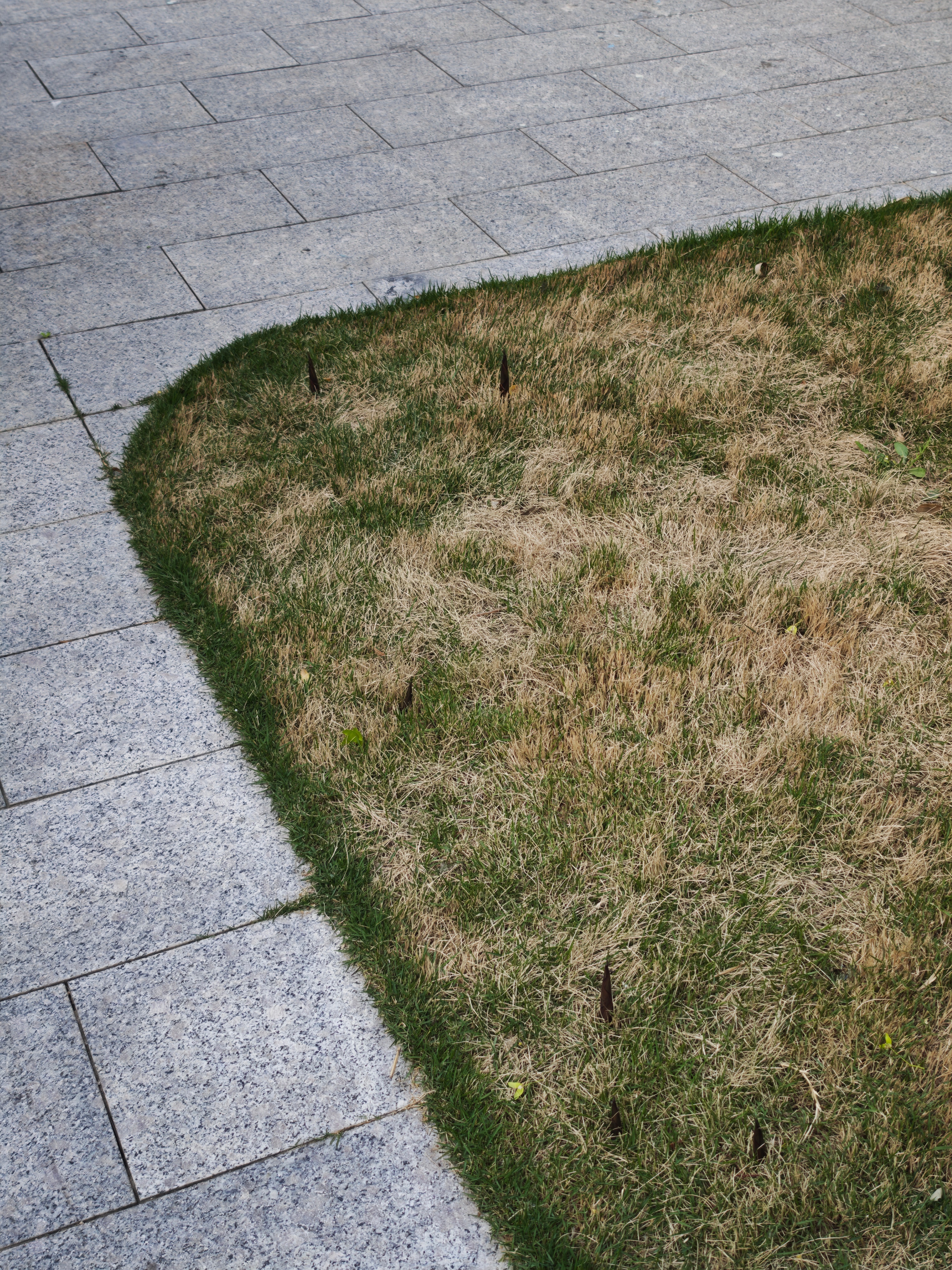 动不动就从土里钻出来，像不像伊朗的导弹？