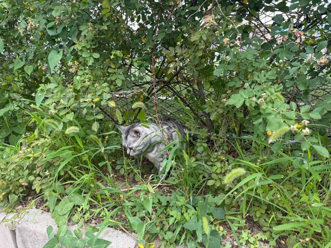 赶在下雨前门口遛猫虎子大王很开心cv倔强的小红军