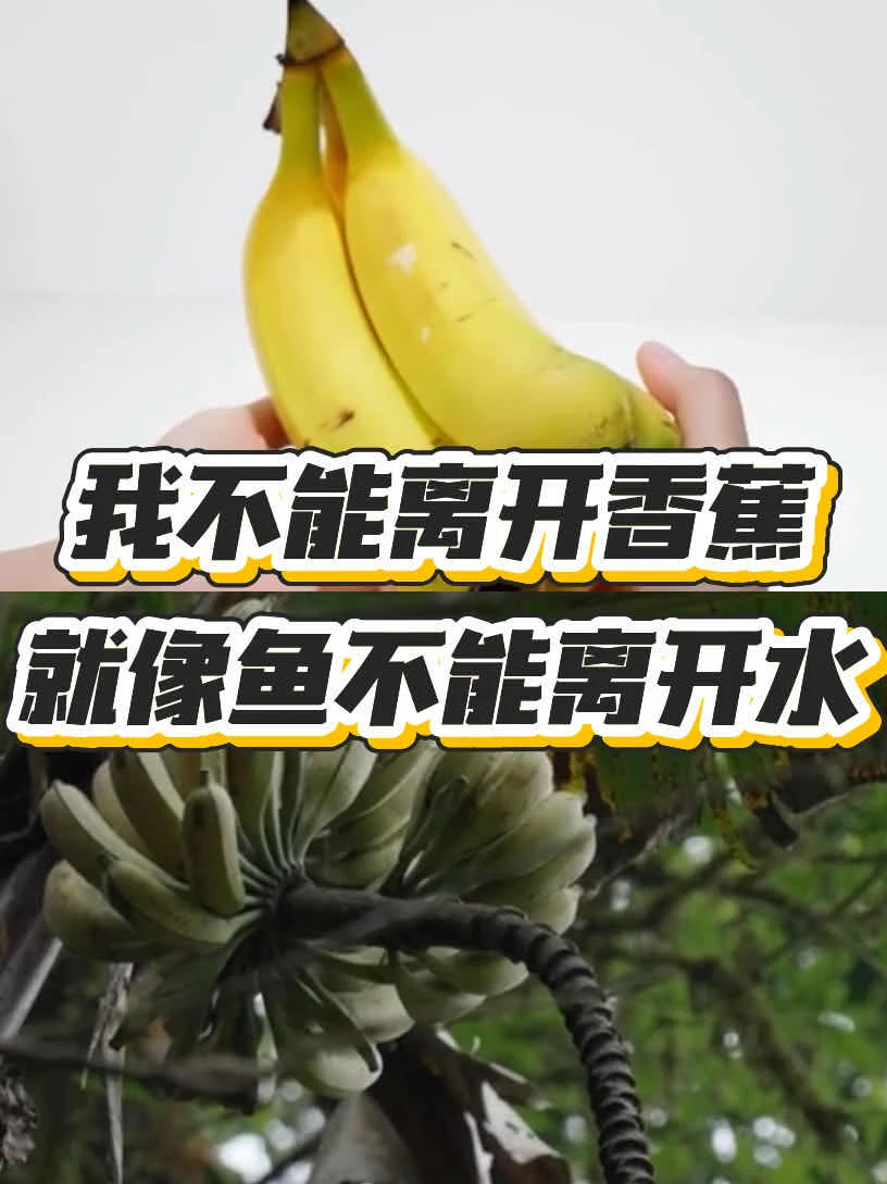 我不能离开香蕉就像鱼不能离开水