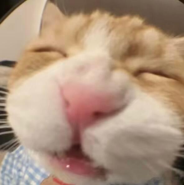 我选头像时的审美：分享一些猫咪头像. 
