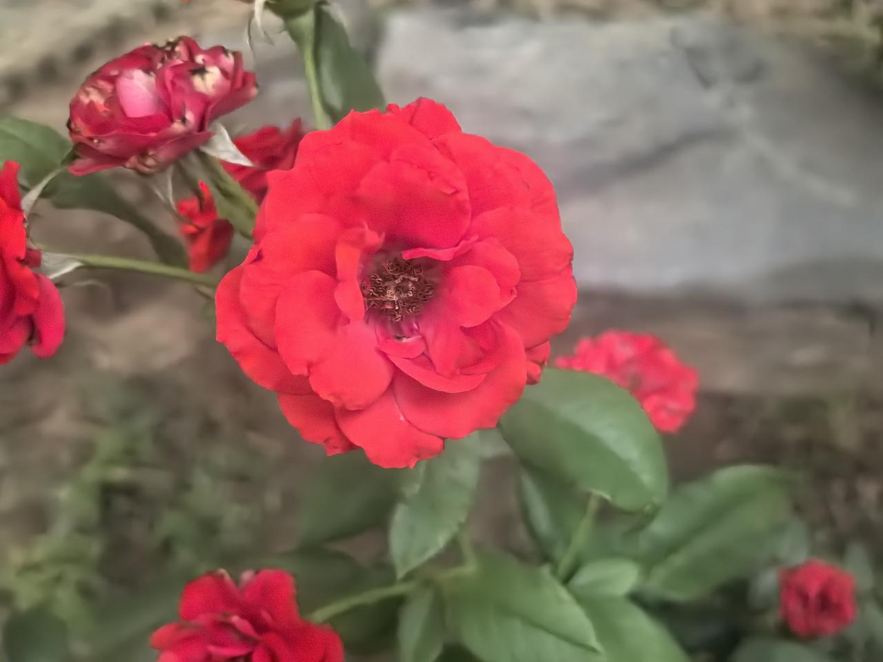 雨后拍小花

[心][玫瑰][心]

雨后的小花挂着晶莹的水珠，娇艳欲滴，像刚哭