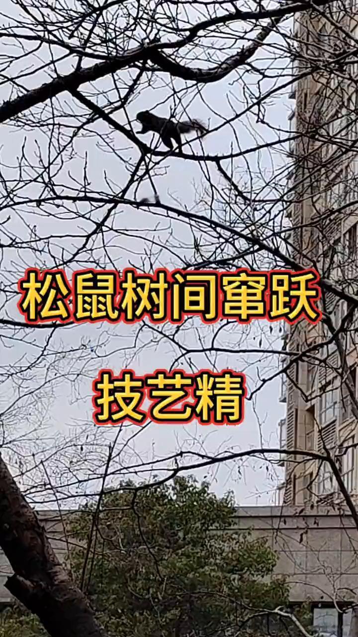 松鼠树间窜跃。
技艺精湛。