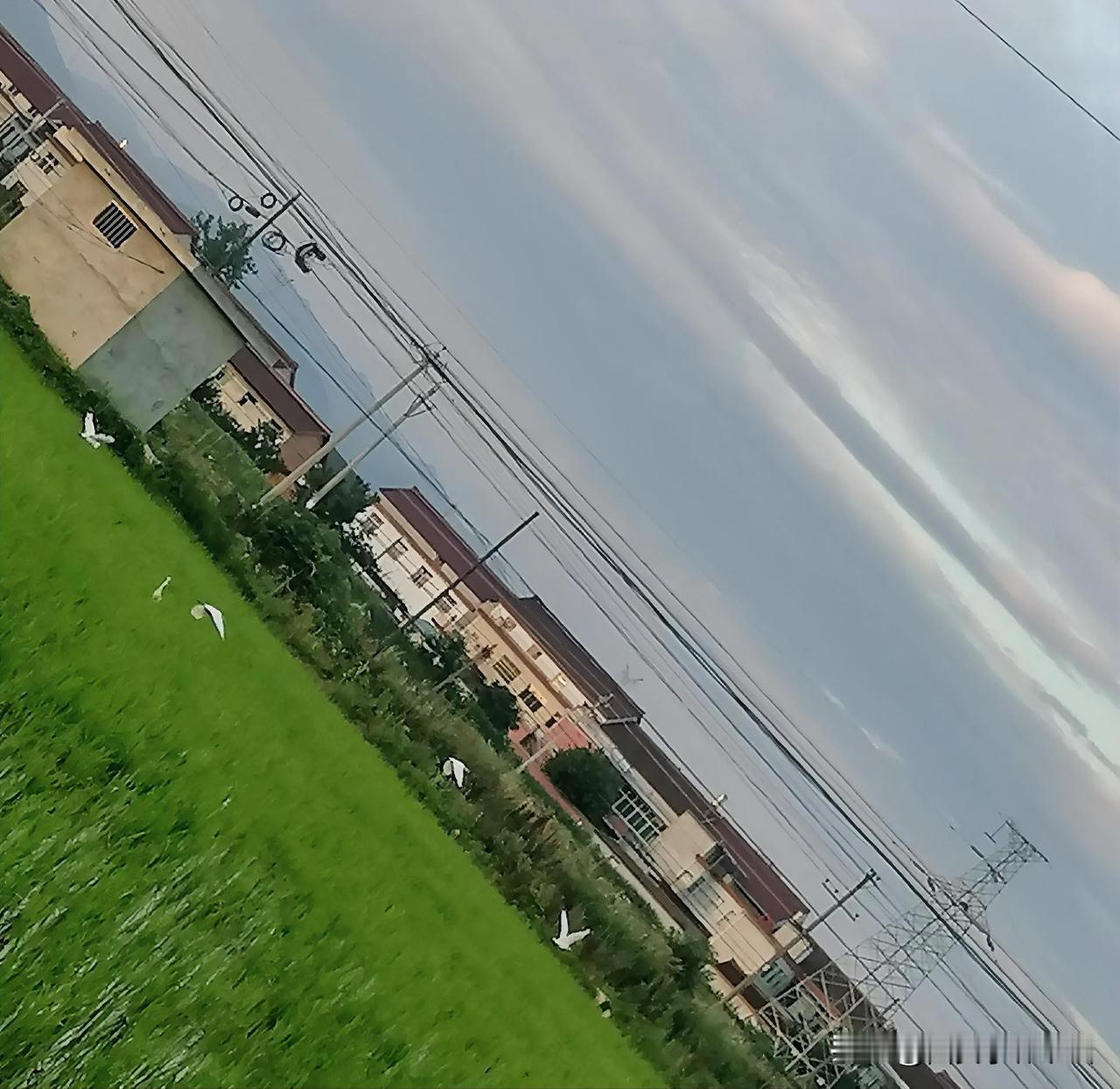 《田间白鹭飞（西安李林摄于汉中城固）》