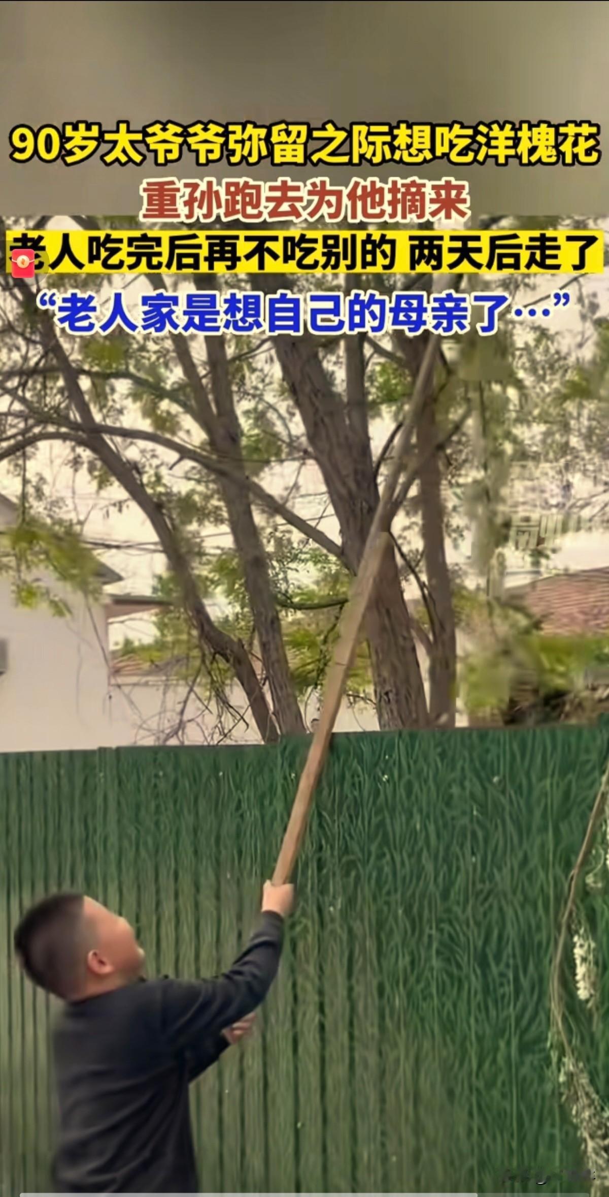 落泪了，太爷爷快不行了，临终前给家人说：特别想吃洋槐花。重孙跑去给太爷爷摘洋槐花