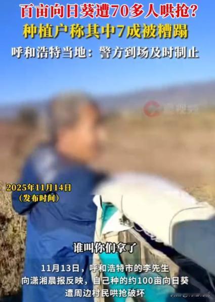 内蒙古呼和浩特，有位男子承包400亩地种向日葵，辛苦一年到收割季，却遭附近村民哄