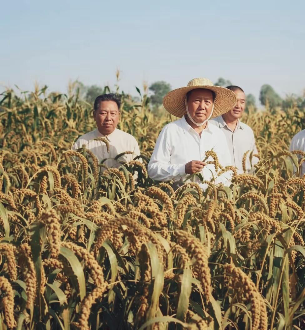 那年盛夏，毛主席又一次冒着酷暑来到村庄，走进长势喜人的高粱地，闻一闻那农田浓浓的