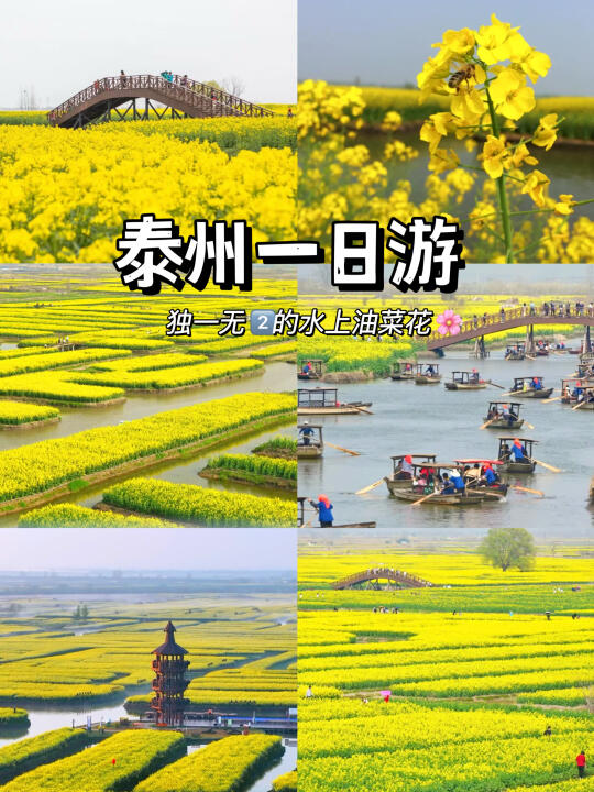 不输婺源‼最美水上油菜花