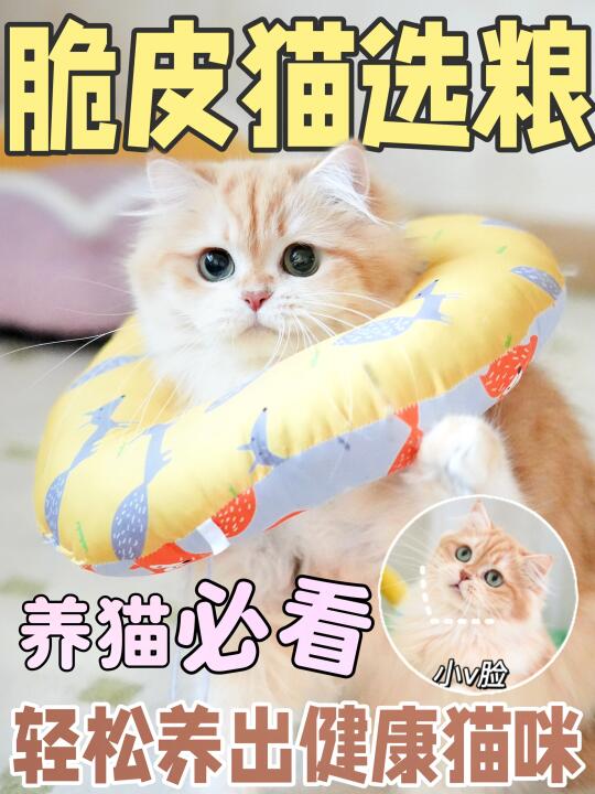 体质弱猫咪选粮小技巧，新手养猫一定要看