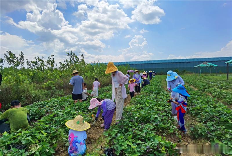 中秋假期，广州幸福田园犇牛牧场稻浪翻飞，大地铺上一层金地毯，成熟的水稻沿着茎脉，