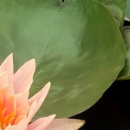 0000莲花种植方法：选地与土壤：选择光照充足（每天至少6-8小时）、避风的位置