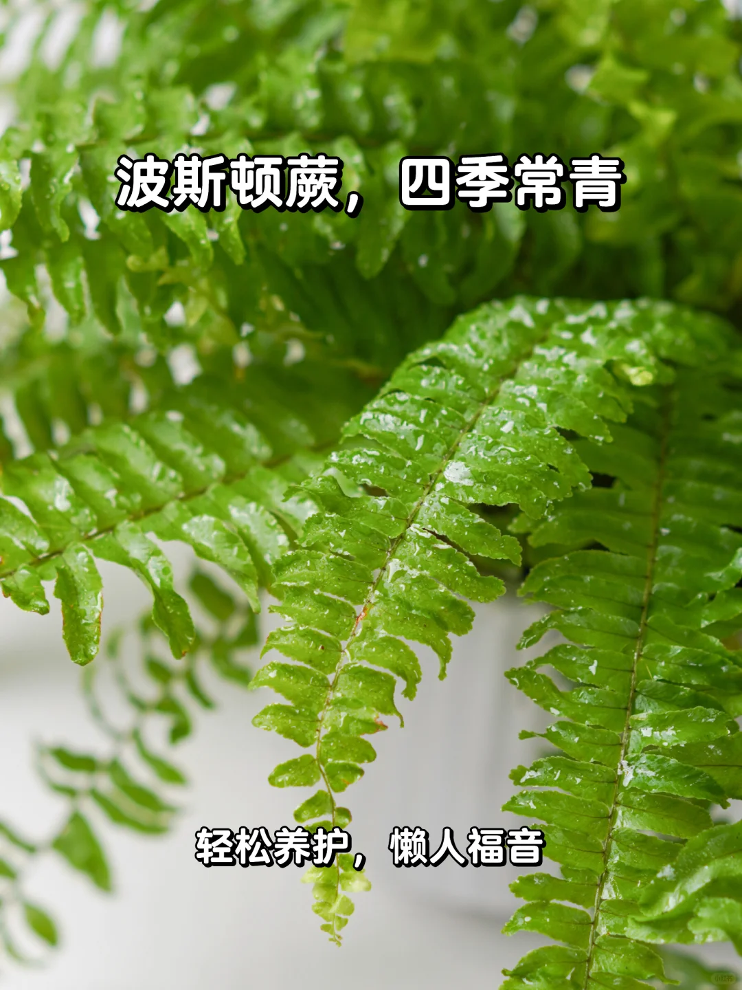 波斯顿蕨盆栽🌿养护攻略