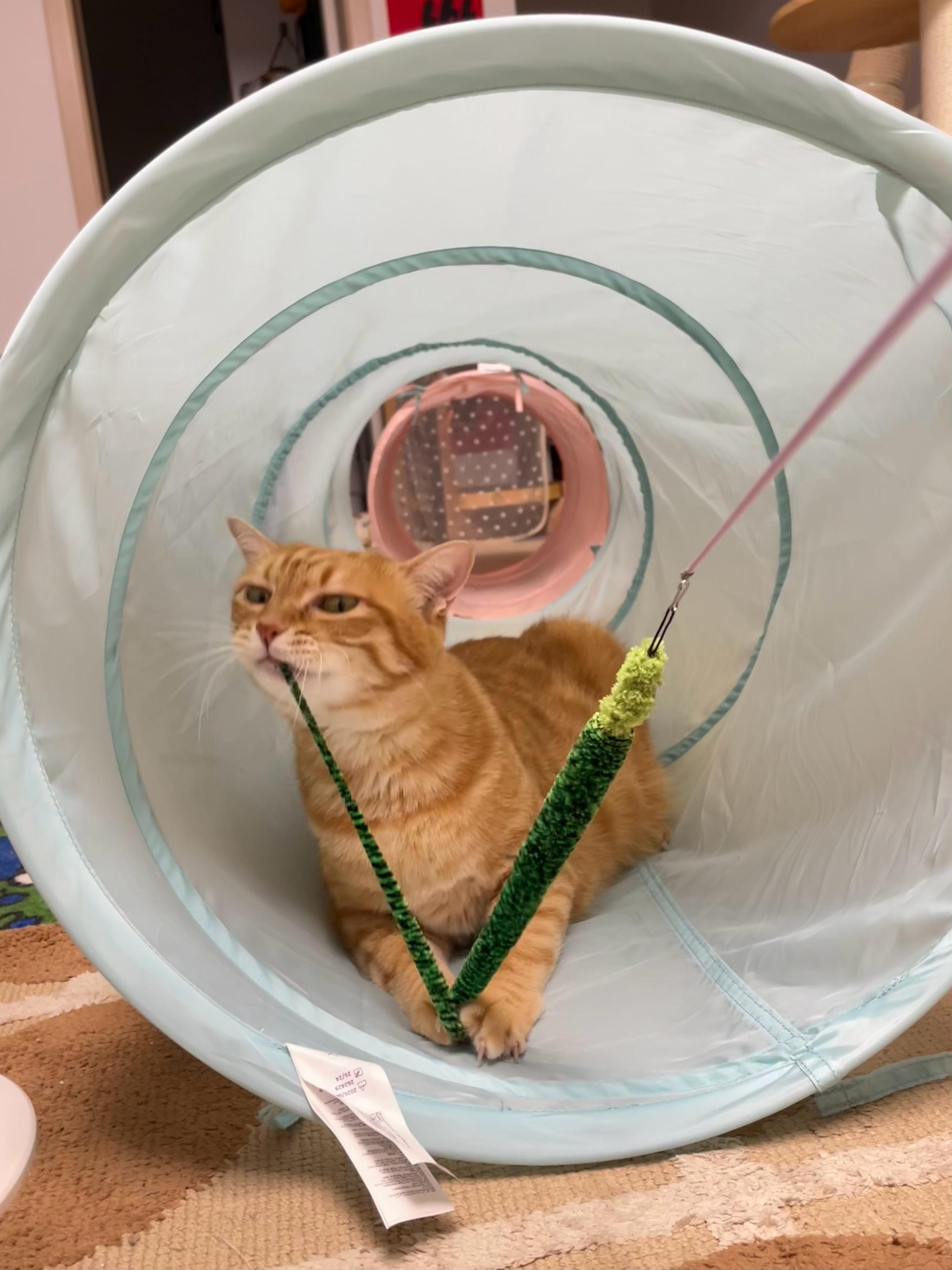 就这么攻击逗猫棒 