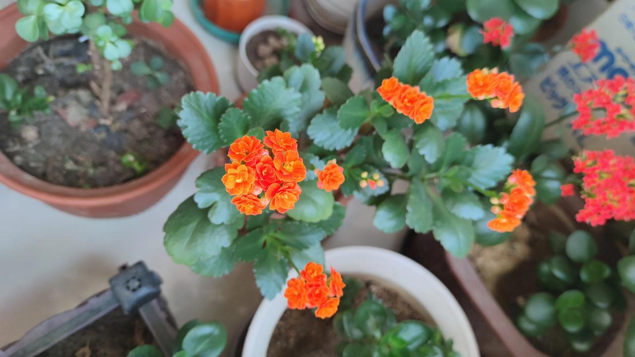 老伴的长寿花养花人的乐趣,你喜欢养花吗?