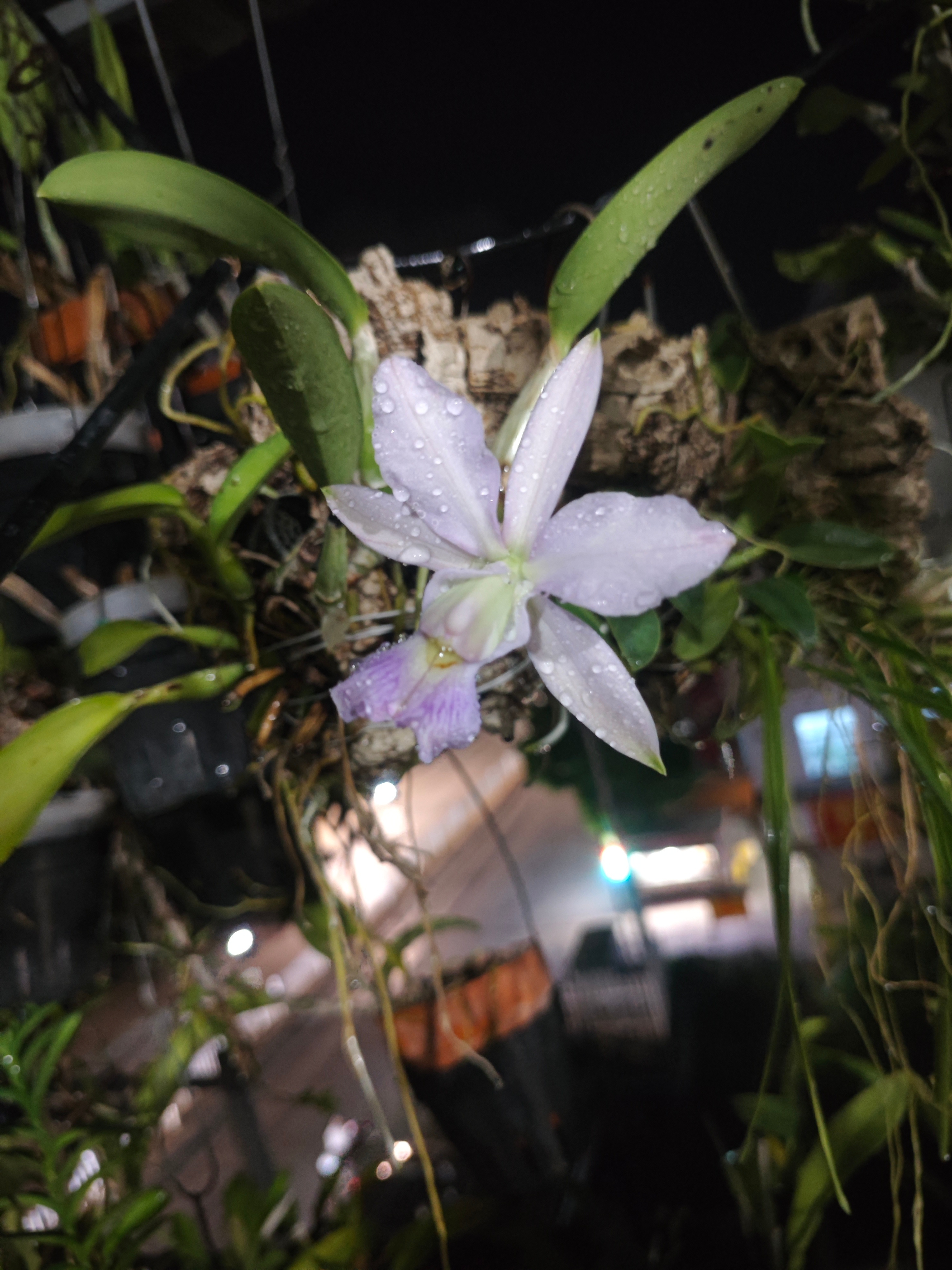 C. walkeriana var. coerulea 'Azul Perfec